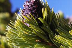 Bristlecone Pine (Pinus aristata)