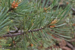 Limber Pine (Pinus flexilis)