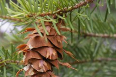 Douglas Fir (Pseudotsuga menziesii)