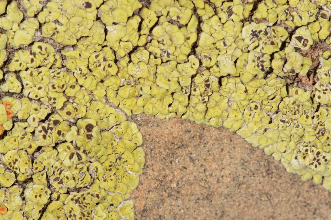 Squamulose Lichen