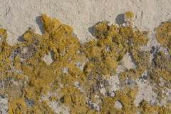 Egg Yolk Lichen (Candelariella rosulans)