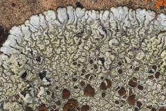 Lecanora garovaglii “Carovagl’s Rim Lichen”