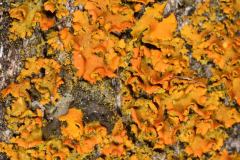 Frilly Drawers or Helmut Sunburst Lichen (Xanthomendoza galericulata)