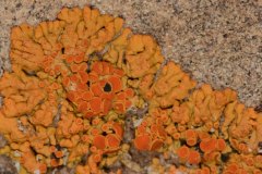 Elegant Sunburst Lichen or Elegant Orange Wall Lichen (Xanthoria elegans )