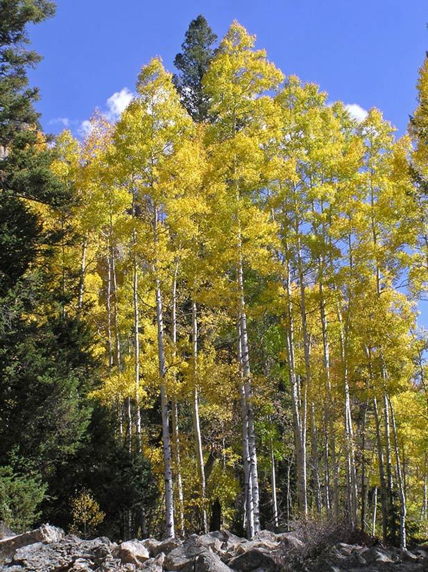 Common Insects & Diseases of Aspen, Colorado State Forest Service