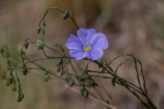 Lewis Flax (Linum lewisii)