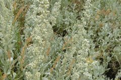 Louisana Sagewort (Artemisia ludoviciana)