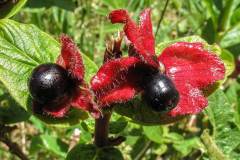Black-Twinberry fruit (Lonicera involucrata)