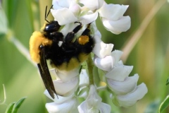 Silvery Lupine (Lupinus argenteus)
