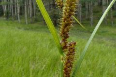 Beaked Sedge (Carex utriculata)