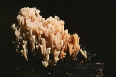 Crown Coral Mushroom (Clavicorona pyxidata)