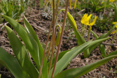 Avalanche Lily (Erythronium grandiflorum ssp. grandiflorum)