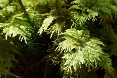 Feather Moss (Hylocomium splendens)