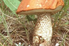 Aspen Scaberstalk Mushroom (Leccinum insigne)