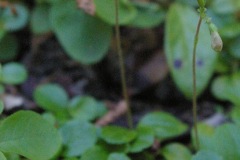 Twinflower (Linnaea borealis)
