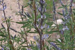 Silky Lupine (Lupinus sericeus var. sericeus)