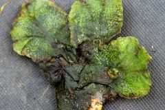 Umbrella Liverwort (Marchantia polymorpha)