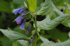 Streamside Bluebells (Mertensia ciliata)
