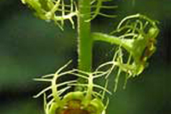 Five-star Miterwort (Mitella pentandra)