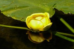 Rocky Mountain Pond Lily (Nuphar polysepala)