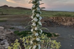 Miners Candle (Oreocarya virgata)