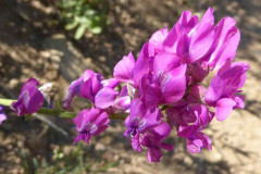 Purple Locoweed (Oxytropis lambertii)