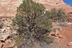 Pinyon Pine (Pinus edulis), Pine Family (Pinaceae)