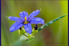 Rocky Mountain Blue-eyed Grass (Sisyrinchium montanum)