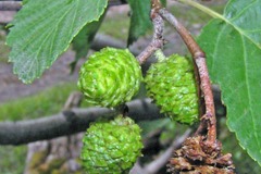 Thinleaf Alder (Alnus incana ssp tenuifolia)