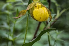 Yellow Lady's Slipper (Cypripedium parviflorum)