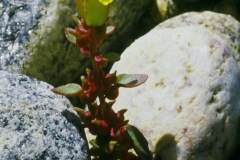 Rocky Mountain Monkey Flower (Mimulus gemmiparus)