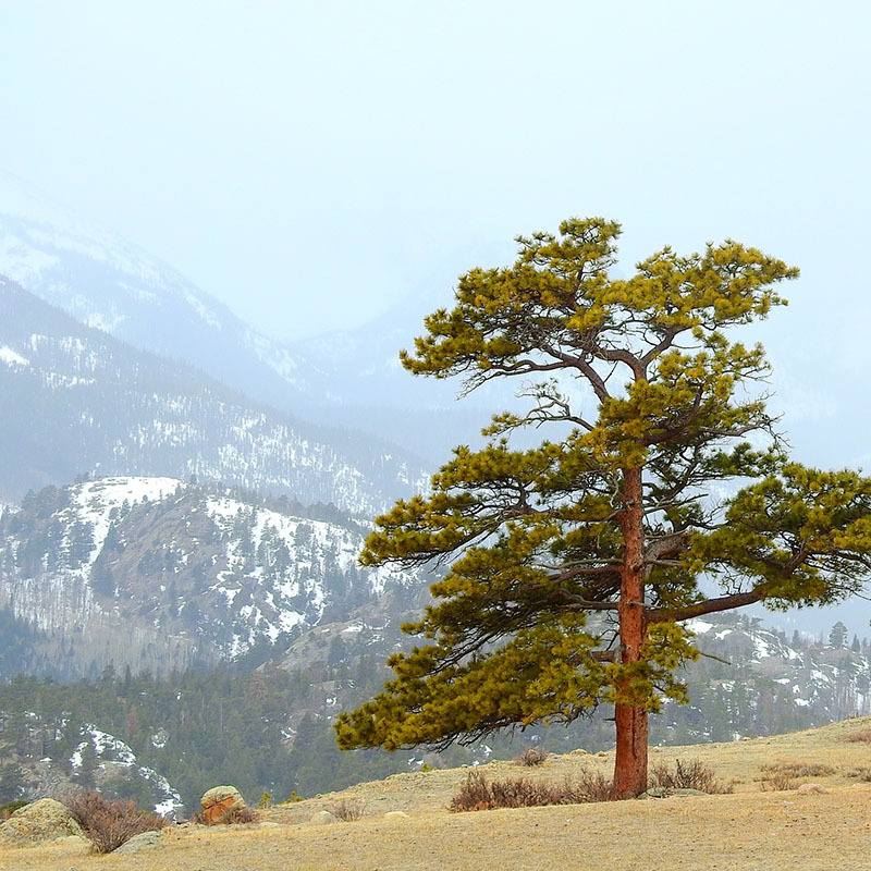 Ponderosa Pine (Pinus ponderosa