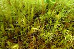 Broom Fork-moss (Dicranum scoparium)