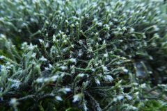 Ciliate Hedwig's Moss (Hedwigia ciliata)