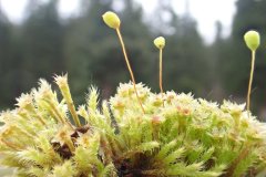 Fountain Apple Moss (Philonotis fontana)