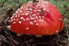 The Fly Amanita (Amanita muscaria)