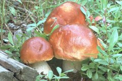 Rocky Mountain Red Boletus (Boletus edulis)