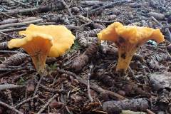 Chanterelle Mushroom (Cantharellus cibarius)