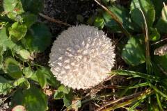 Naked Pufball (Lycoperdon marginatum)