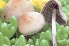 Mower\'s Mushroom (Panaeolus foenisecii)