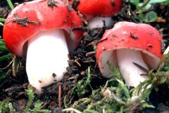 Alpine Brittlegill (Russula nana)