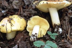 Man-on-Horseback mushroom (Tricholoma flavovirens)