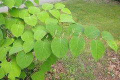 Japanese Knotweed (Polygonum cuspidatum)