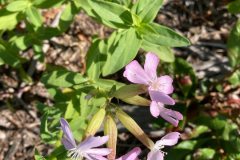 Bouncing Bet (Saponaria officinalis)