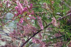 Salt-cedar (Tamarix chinensis)