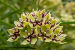 Spider Milkweed (Asclepias asperula)