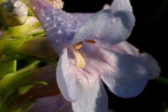 Broad-beard Penstemon (Penstemon angustifolius)plains and tag plants Galleries.