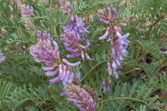 Two-grooved Milkvetch (Astragalus bisulcatus)