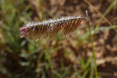 Gramma Grass (Bouteloua gracilis)