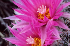 Pincushion Cactus (Coryphantha vivipara)